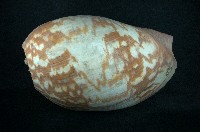 藏品(米爾頓椰子渦螺)的圖片